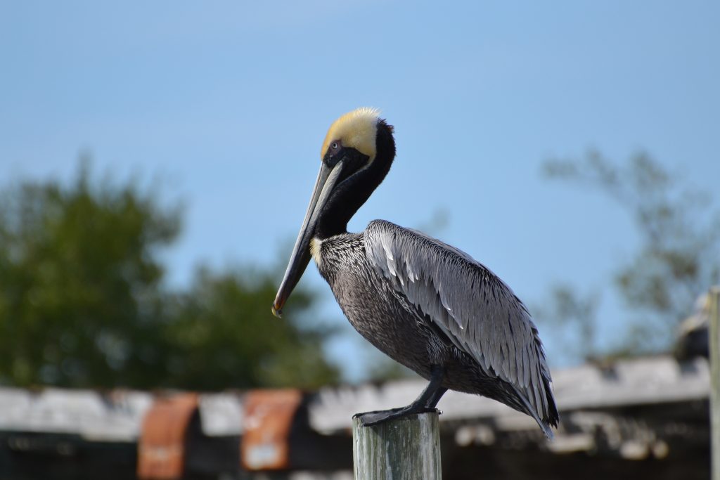 Gulf Coast Holiday Rentals at Manasota Key