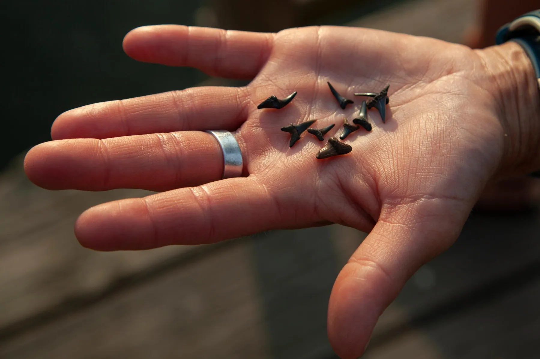 1BR Near Lemon Bay - Boat & Beach Getaway